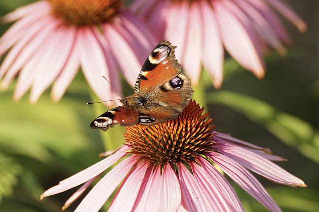 Echinacea-planten: Detaljeret guide til fordele og anvendelser