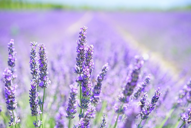 Find den bedste blomsterbutik i Hovedstadsområdet til at sende en særlig hilsen