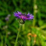 5 sjældne og eksotiske sommerblomster du skal kende til