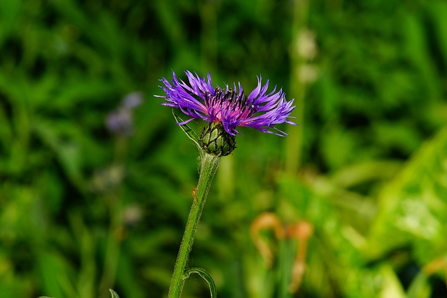 5 sjældne og eksotiske sommerblomster du skal kende til